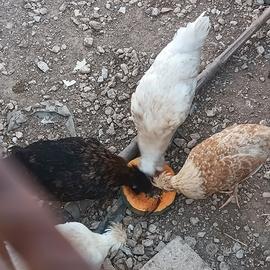 Gallinella