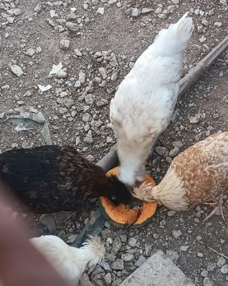 Gallinella
