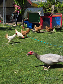 Galline ovaiole e cortile