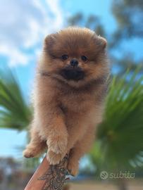 Cucciolo di Spitz Tedesco nano-Pomerania 