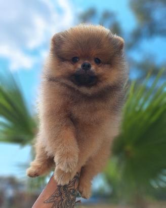 Cucciolo di Spitz Tedesco nano-Pomerania 
