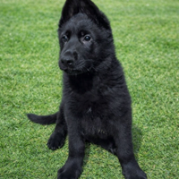 Cuccioli Pastore Tedesco nero