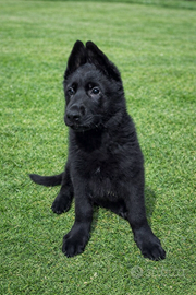 Cuccioli Pastore Tedesco nero