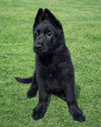Cuccioli Pastore Tedesco nero