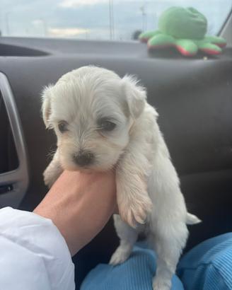 Maltese toy maschietto