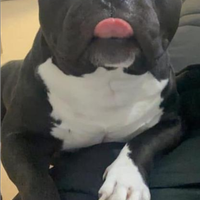 American bully pocket per monta