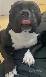 American bully pocket per monta