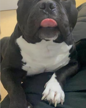 American bully pocket per monta