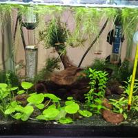 Acquario Amtra 18L pesci termoriscaldatore