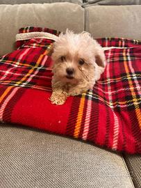 Maltipoo mini mini