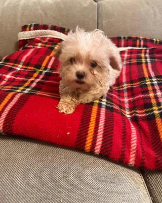 Maltipoo mini mini
