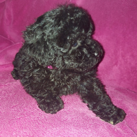 Cucciola di barboncino