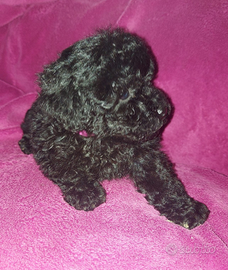 Cucciola di barboncino