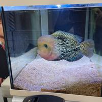 acquario  + pesce  esemplare 