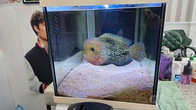 acquario  + pesce  esemplare 