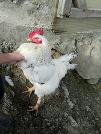 Gallo incrocio tra sundheimer e Sussex