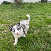 Border collie selezionati