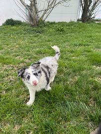 Border collie selezionati