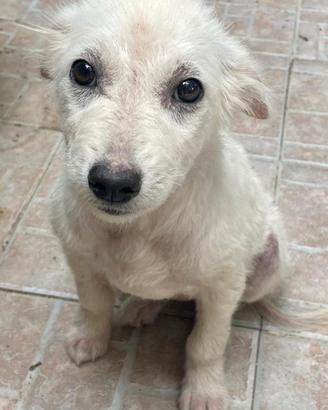 Cucciola meticcia in adozione