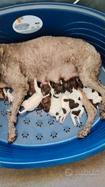 Cuccioli di Lagotto Romagnolo