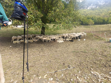 Pecore toso tosatura tosatore