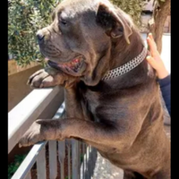 Cuccioli cane corso