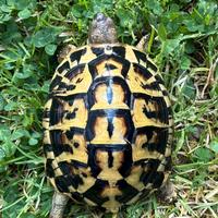 Tartarugha di terra Testudi Hermanni Hermanni