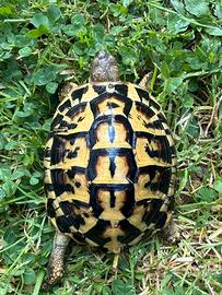 Tartarugha di terra Testudi Hermanni Hermanni