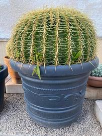 Pianta grassa: Cuscino della suocera