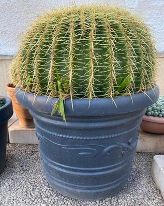 Pianta grassa: Cuscino della suocera