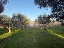 ter-agricolo-a-guidonia-montecelio