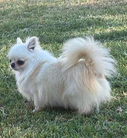 Chihuahua a Pelo Lungo disponibile per monta