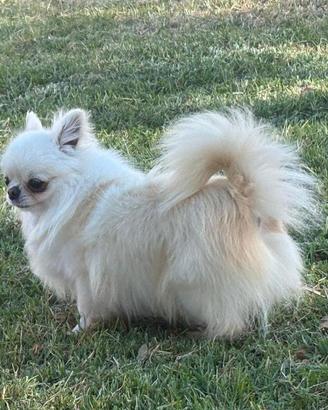 Chihuahua a Pelo Lungo disponibile per monta