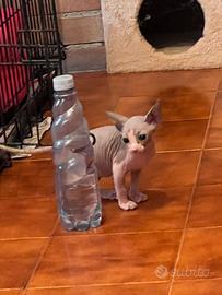 Sphynx cucciolo maschio bicolor