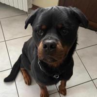 Famiglia affidataria Rottweiler