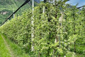 Meleto biologico ad Appiano, Unterrainerstraße