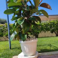 Pianta di Ficus, in vaso bianco