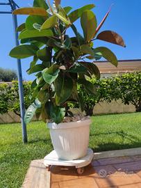 Pianta di Ficus, in vaso bianco