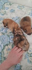 Cuccioli di spitz pomerania toy