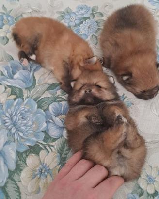 Cuccioli di spitz pomerania toy