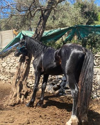 Disponibili puledri