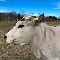Mucca piemontese da compagnia