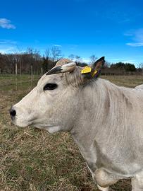 Mucca piemontese da compagnia