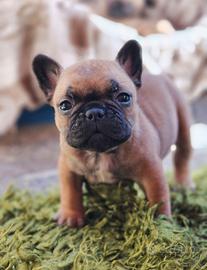 Bouledogue Francese (bulldog)