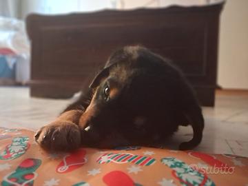 Rottweiler