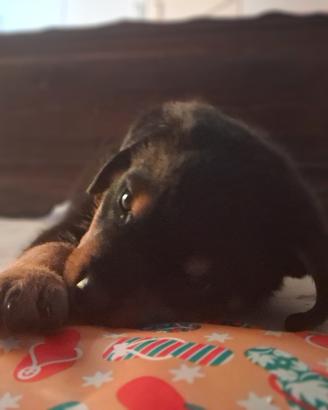Rottweiler