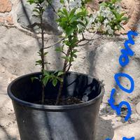 Alberi da frutta ciliegia visciola