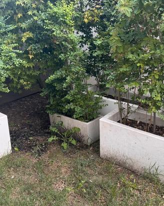 vaso completo di terra e pianta