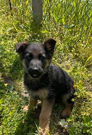 Cucciola di pastore tedesco