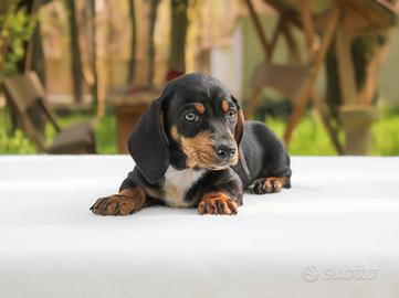 Cucciolo di Bassotto